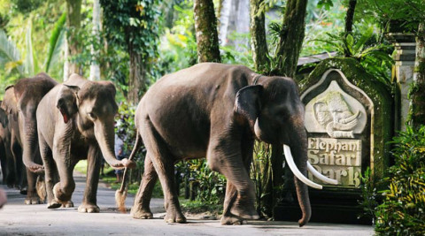 Elephant Park and Ubud Temples Tour-8