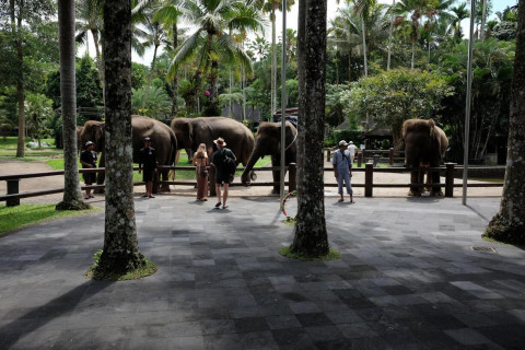 Elephant Park and Ubud Temples Tour-1
