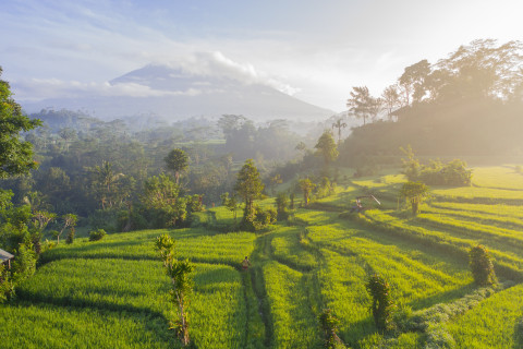 Ubud, Bali: A Must-Visit Destination for a Bali Tour with the Famous Ubud Swing